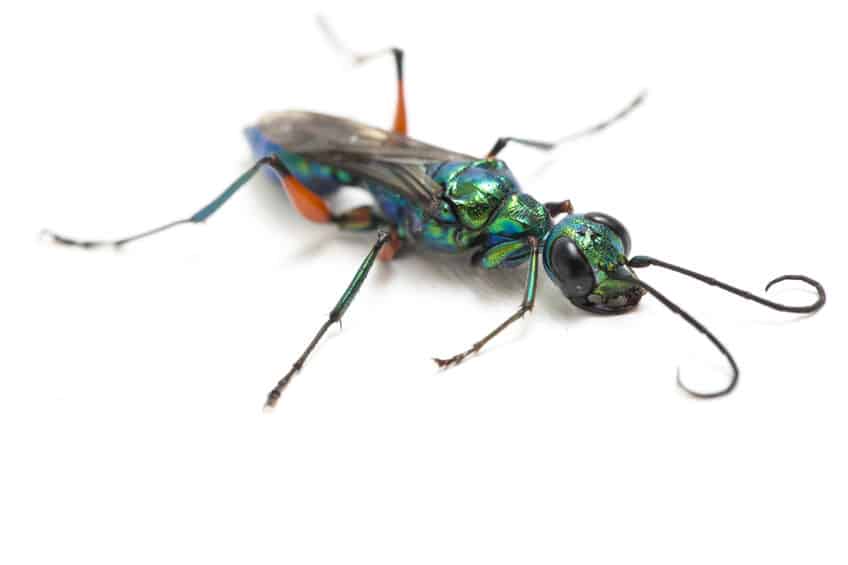 Emerald Cockroach Wasp