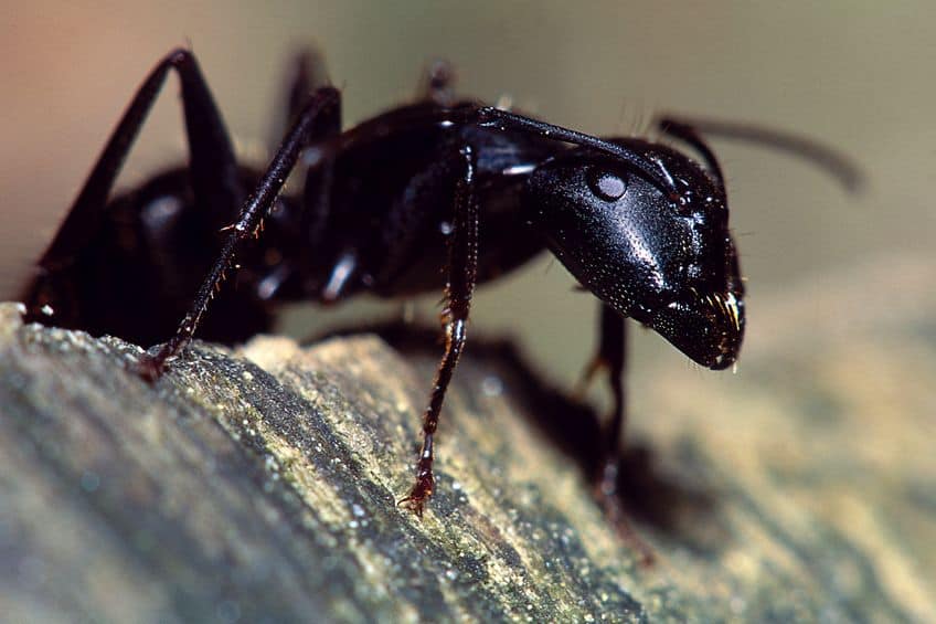 Black carpenter ant