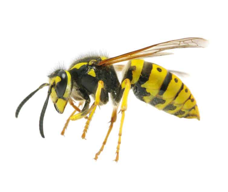 yellow jacket wasp