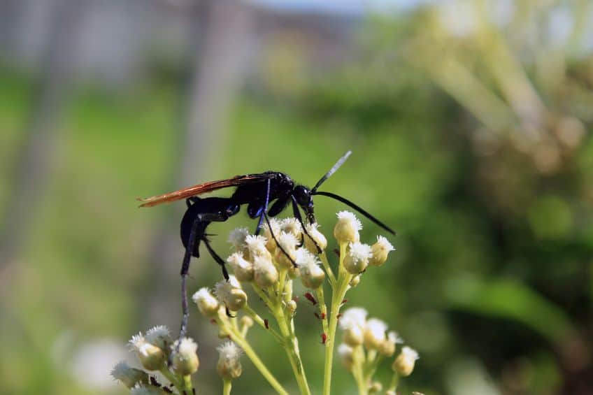 Tarantula Hawk