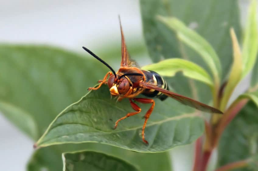 Cicada killer wasp