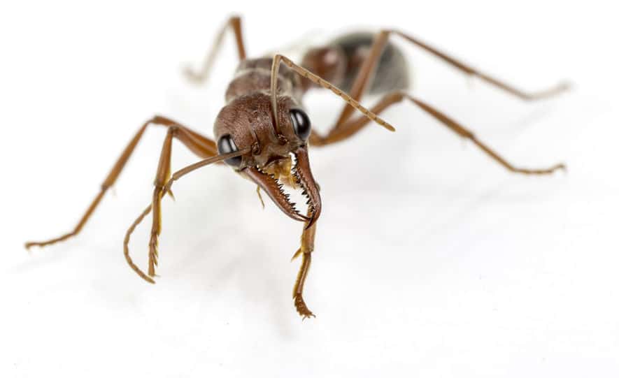 A bulla ant queen