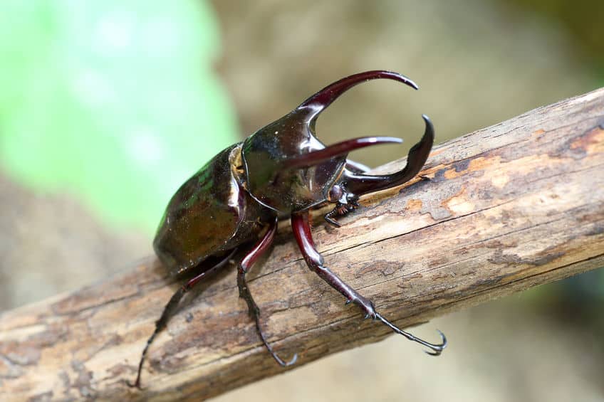 Atlas beetle
