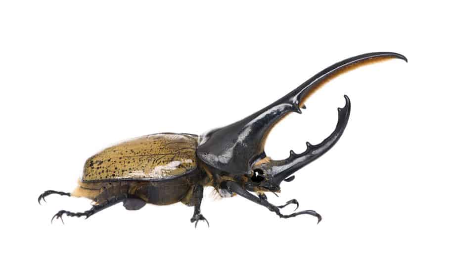 Hercules beetle