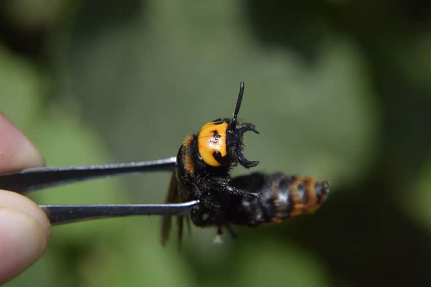 Mammoth Wasp