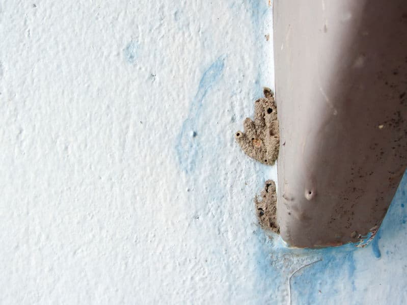 Mud dauber nest