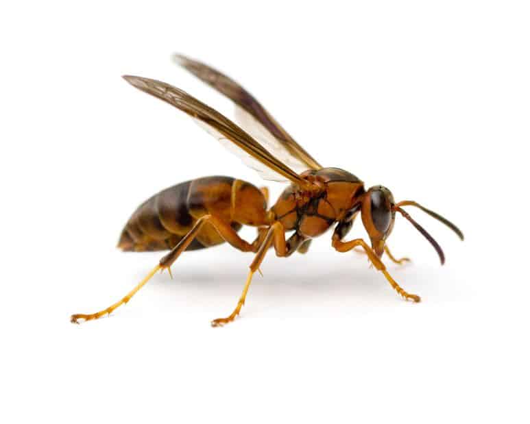 Metricus paper wasp