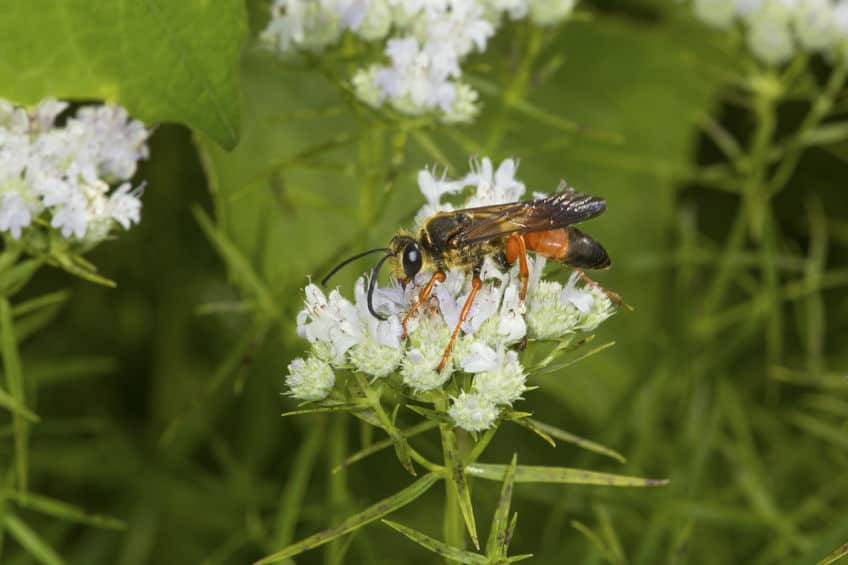 Great gold digger wasp