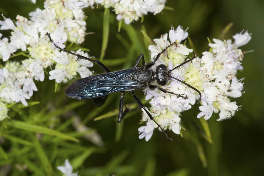 Great black wasp