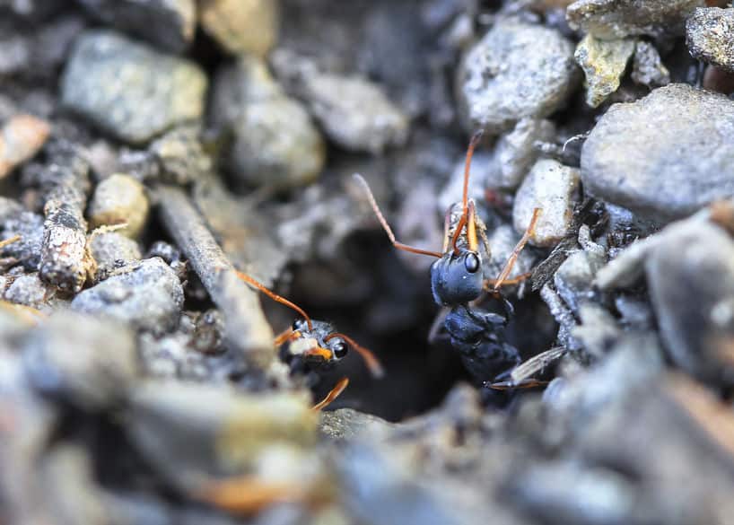 Jack Jumper ant