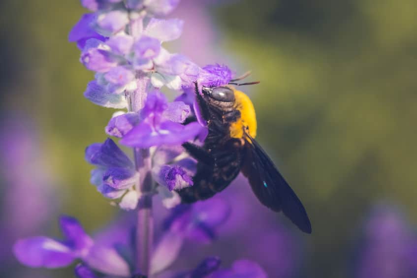 Eastern carpenter Bee