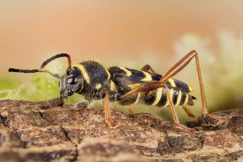 Wasp Beetle