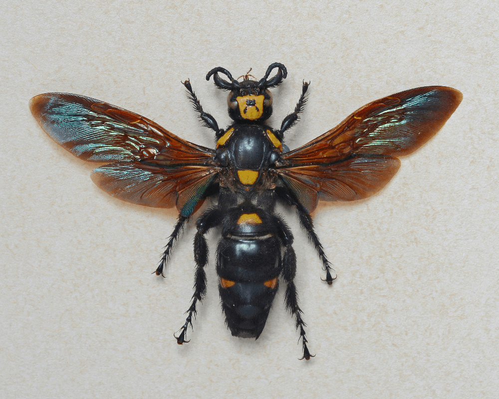 Giant Wasp