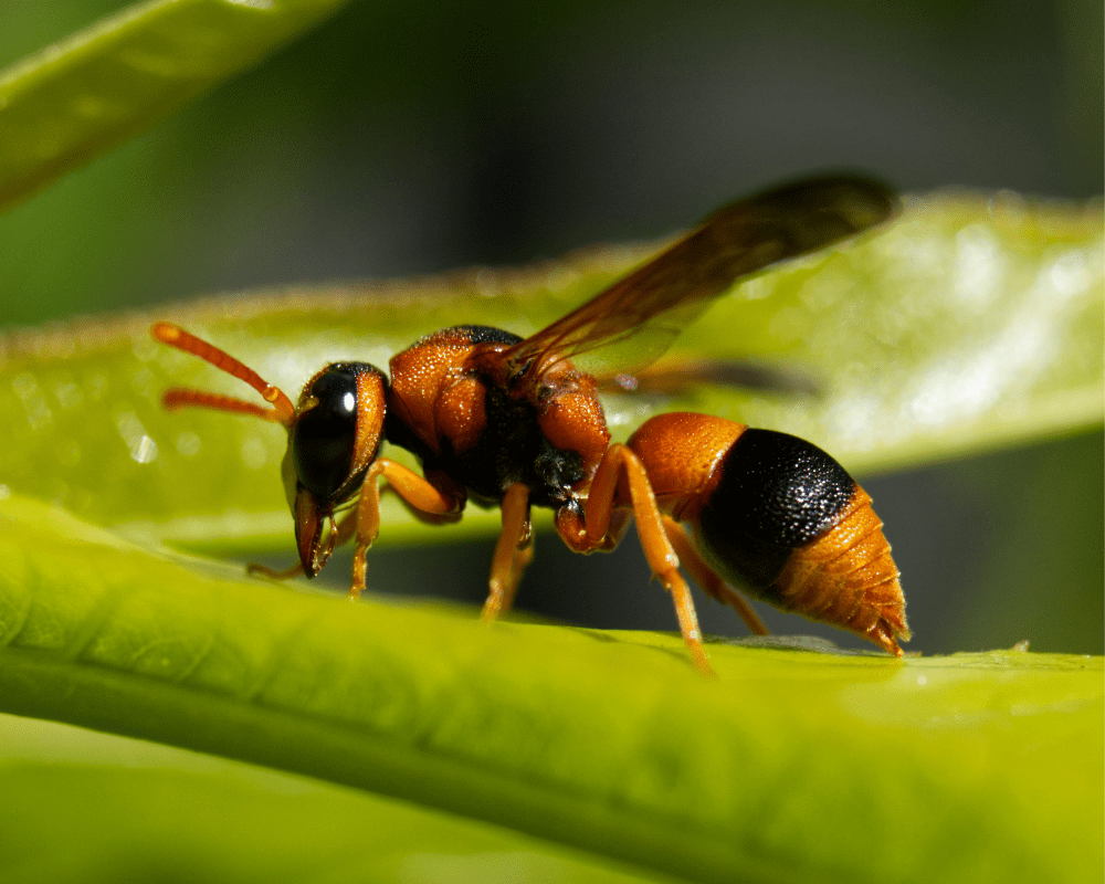 Australian Hornet