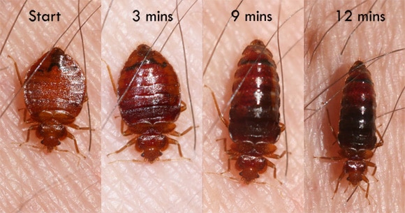 bed-bug-feeding