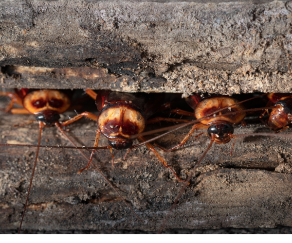 8-animals-that-eat-bed-bugs-pest-control-gurus