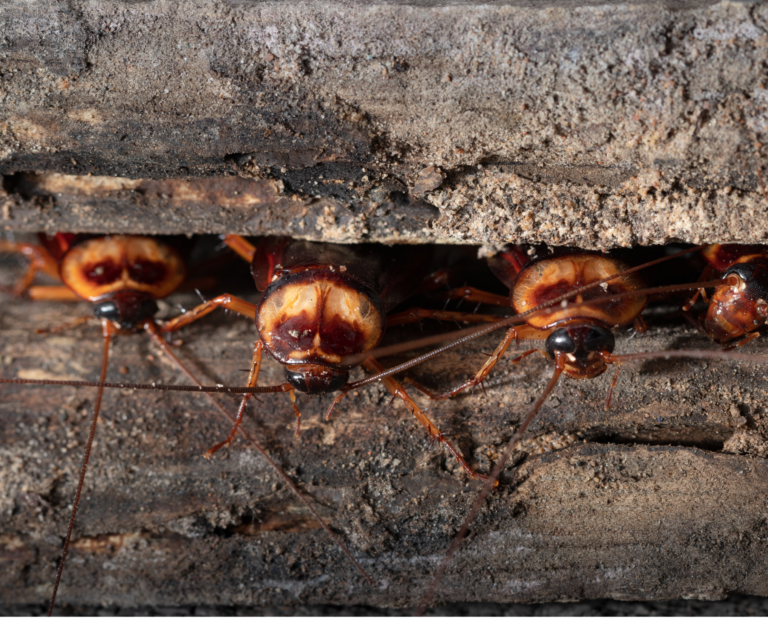 8 Animals That Eat Bed Bugs Pest Control Gurus