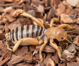 jarusalem cricket