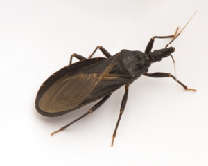 kissing bug