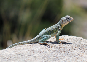 lizard on rock