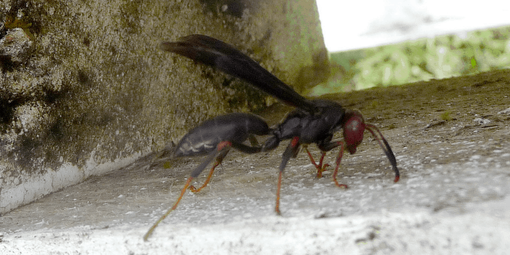 Red headed paper wasp