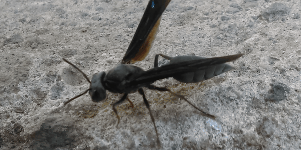 Warrior wasp