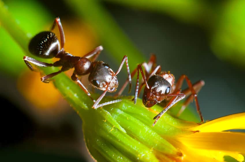 Pavement ant