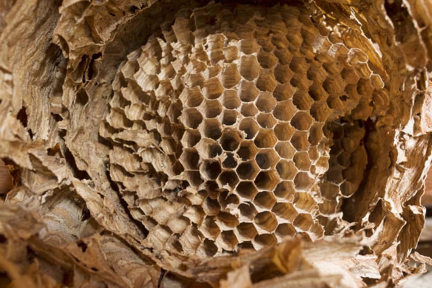 wasp nest