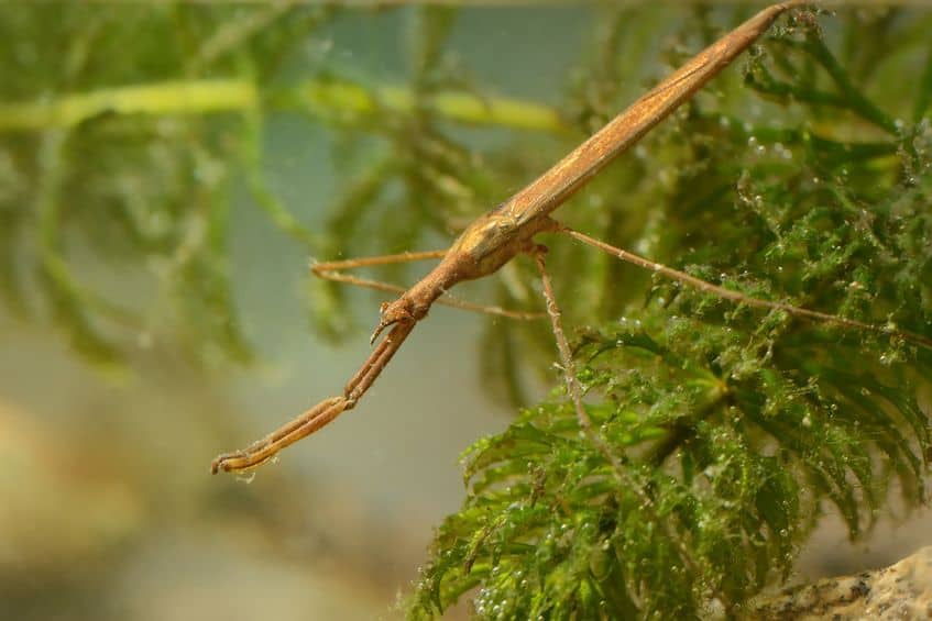 Water stick insect