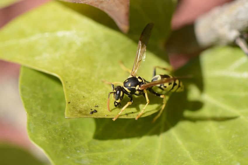 Paper wasp