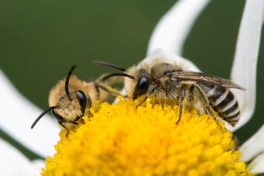 plasterer Bee