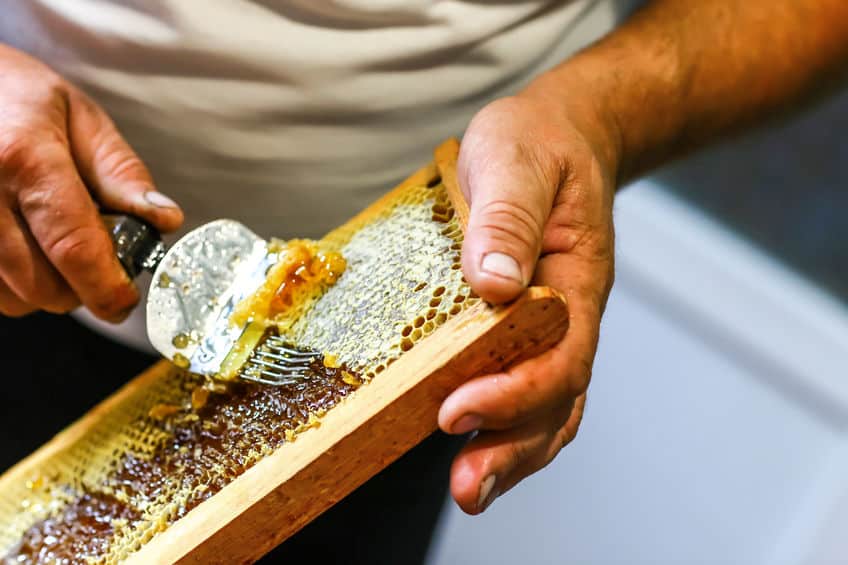 beekeeper uncapping honeycomb