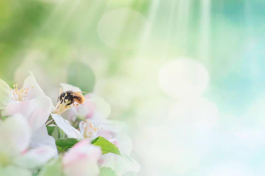 honey bee under sun rays