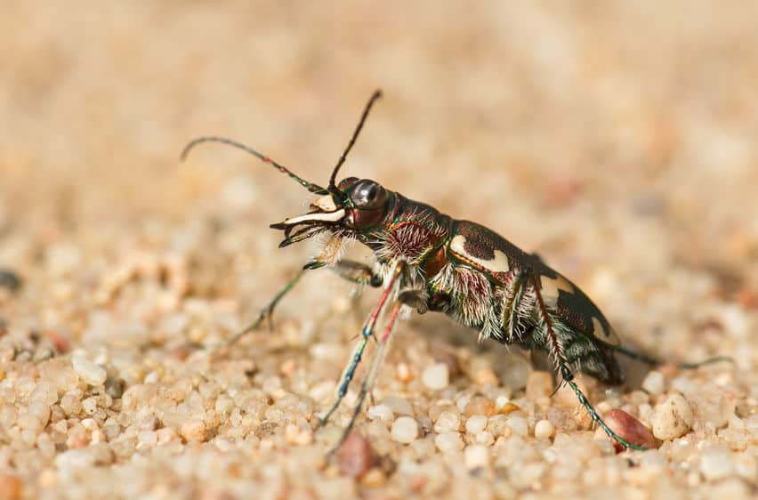 Tiger beetle