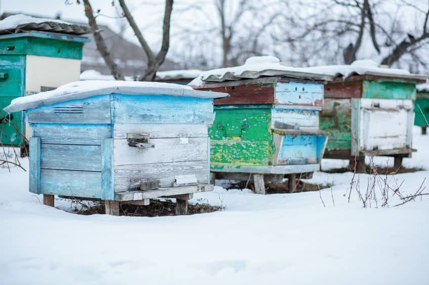 beehive in snow