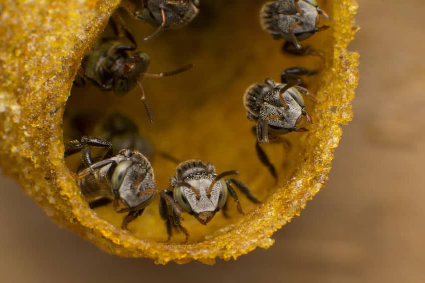 Stingless bees