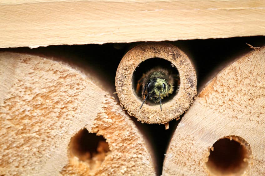 Bee hotel