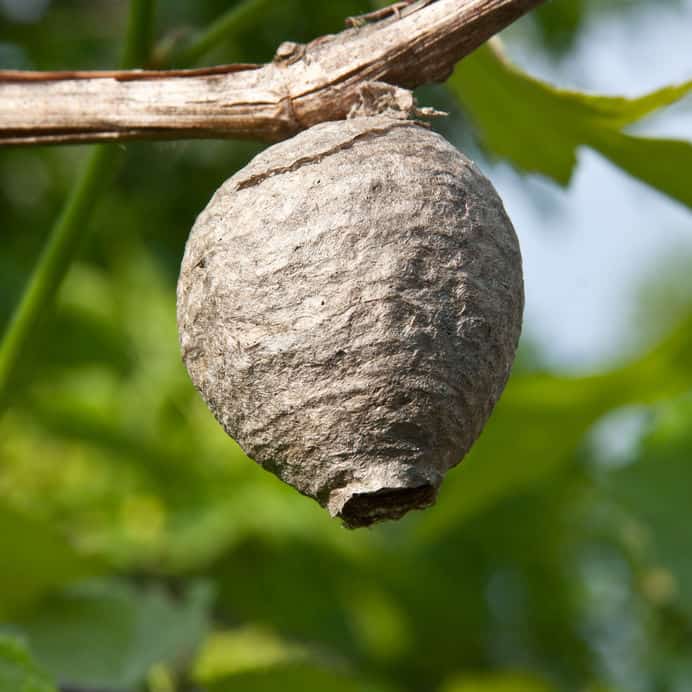 Wasp nest