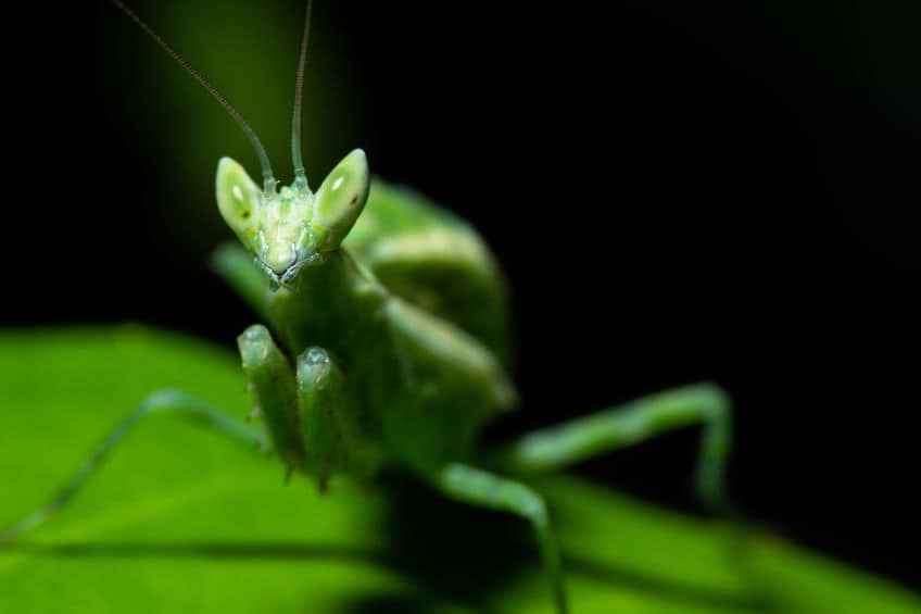 Praying Mantis