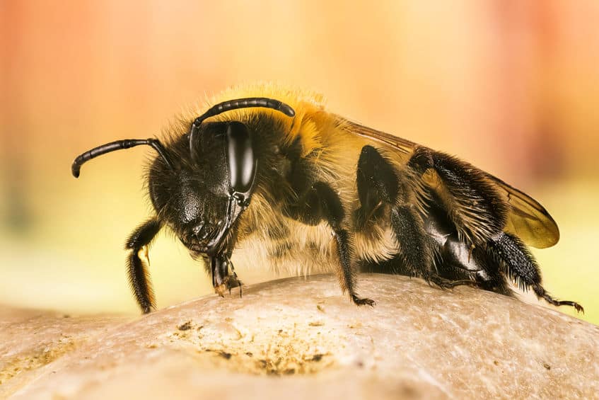 Gray-patched mining bee