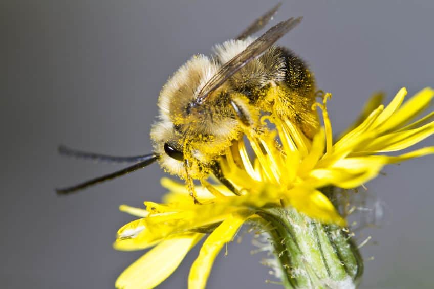 Long horned bee