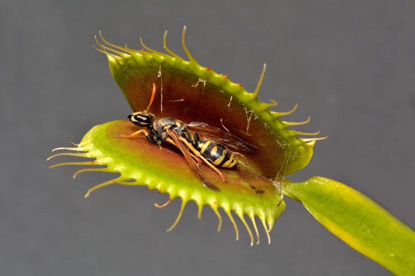 Paper wasp caught in Venus fly trap