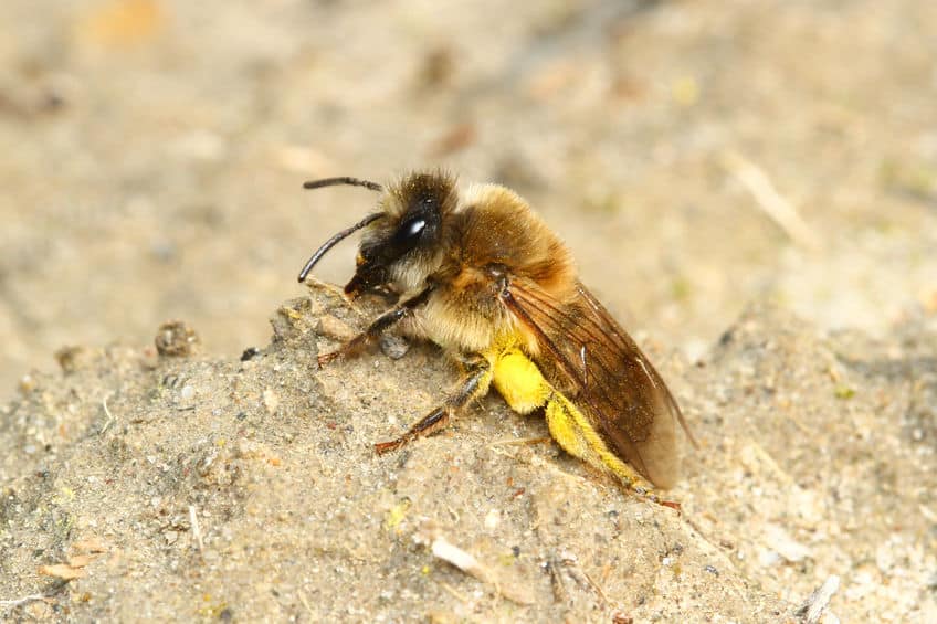 Mason bee