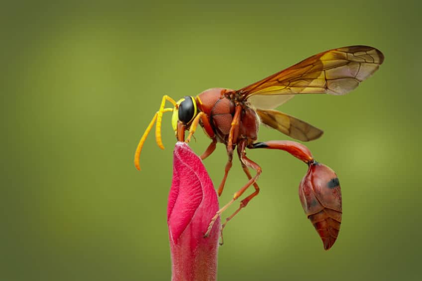 Potter wasp