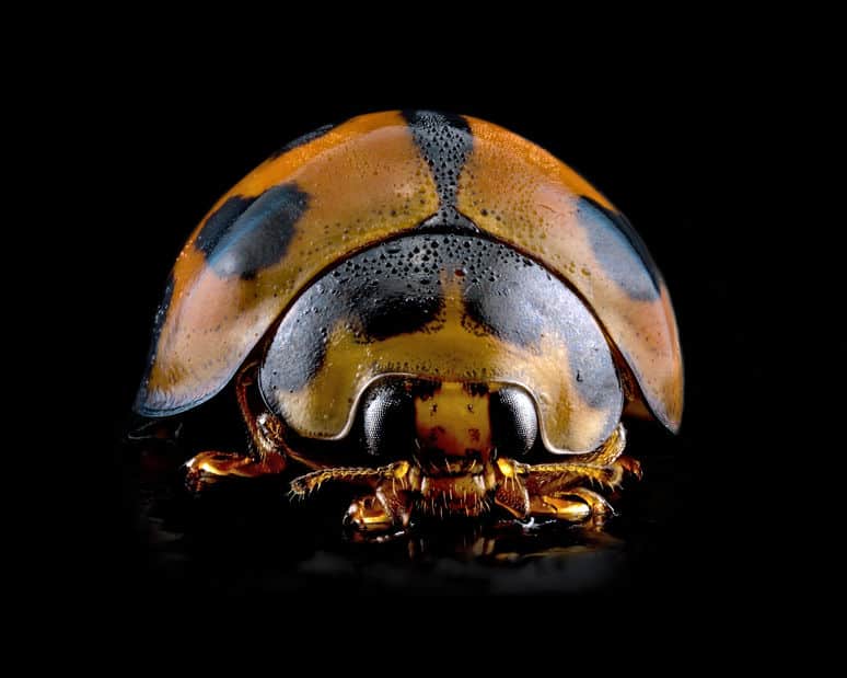 Macro of ladybug head