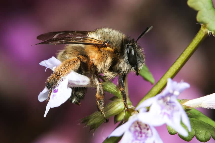 Hairy-footed flower bee, Anthophora plumipes