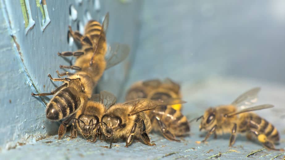 honey bees in hive