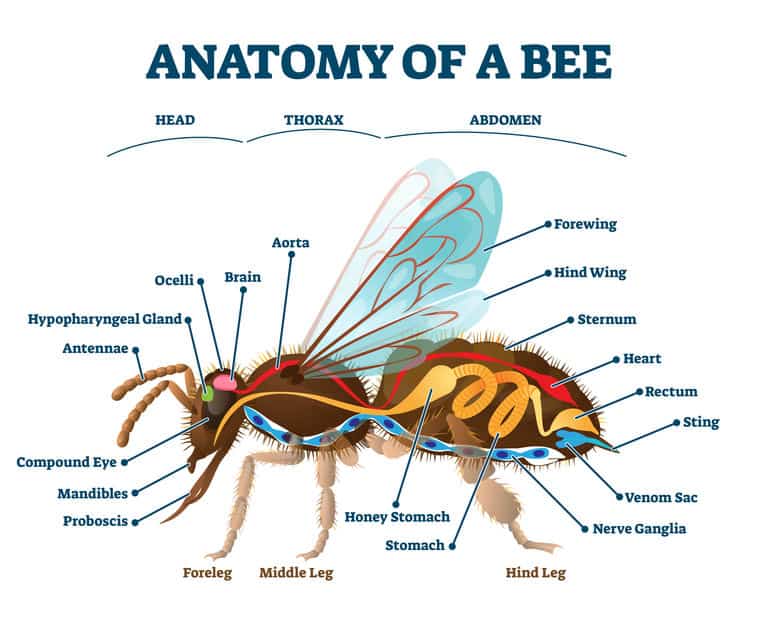 insect anatomy diagram