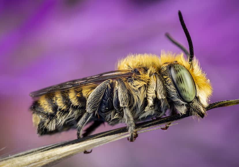 Leaf cutter bee