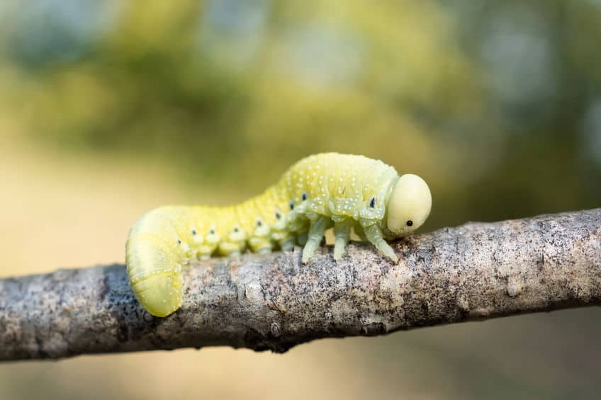 Birch sawfly caterpillar